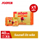 Scotch Real Bird Nest Royale Gold B3 Plus 40ml Pack6