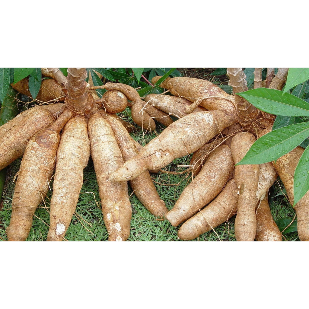 Sawatpaiboon Chopped dried cassava 1 kg.